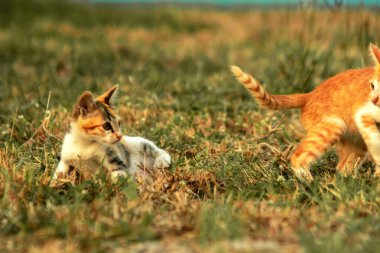 Çimenlikteki turuncu kediler kendilerini kamufle etmek ve avlarını gözlemlemek için otların yüksekliğini kullanırlar..