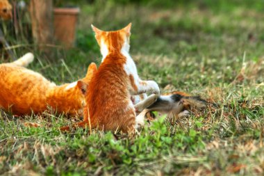 Çimenlikteki turuncu kediler kendilerini kamufle etmek ve avlarını gözlemlemek için otların yüksekliğini kullanırlar..