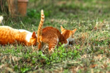 Çimenlikteki turuncu kediler kendilerini kamufle etmek ve avlarını gözlemlemek için otların yüksekliğini kullanırlar..