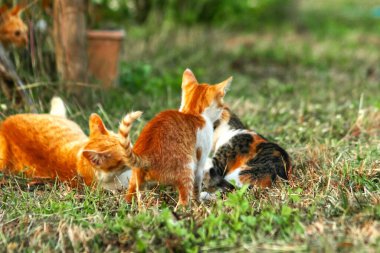 Çimenlikteki turuncu kediler kendilerini kamufle etmek ve avlarını gözlemlemek için otların yüksekliğini kullanırlar..