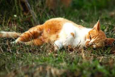 Çimenlikteki turuncu kediler kendilerini kamufle etmek ve avlarını gözlemlemek için otların yüksekliğini kullanırlar..