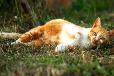 Çimenlikteki turuncu kediler kendilerini kamufle etmek ve avlarını gözlemlemek için otların yüksekliğini kullanırlar..