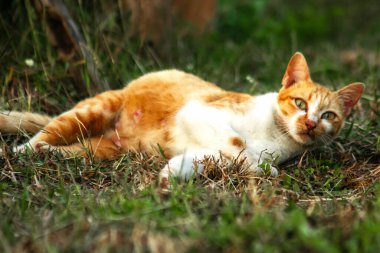 Çimenlikteki turuncu kediler kendilerini kamufle etmek ve avlarını gözlemlemek için otların yüksekliğini kullanırlar..