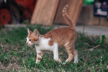 Çimenlikteki turuncu kediler kendilerini kamufle etmek ve avlarını gözlemlemek için otların yüksekliğini kullanırlar..