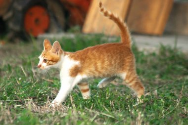 Çimenlikteki turuncu kediler kendilerini kamufle etmek ve avlarını gözlemlemek için otların yüksekliğini kullanırlar..