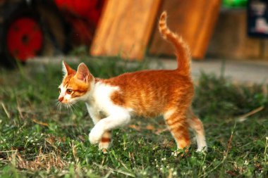 Çimenlikteki turuncu kediler kendilerini kamufle etmek ve avlarını gözlemlemek için otların yüksekliğini kullanırlar..