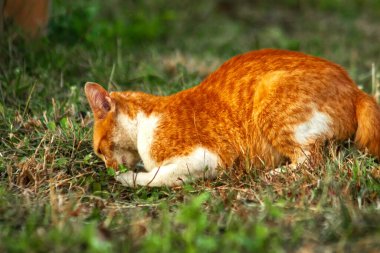 Çimenlikteki turuncu kediler kendilerini kamufle etmek ve avlarını gözlemlemek için otların yüksekliğini kullanırlar..