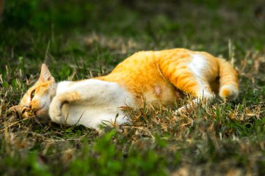 Çimenlikteki turuncu kediler kendilerini kamufle etmek ve avlarını gözlemlemek için otların yüksekliğini kullanırlar..