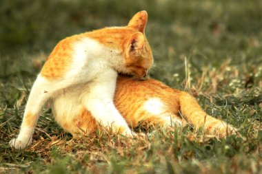 Çimenlikteki turuncu kediler kendilerini kamufle etmek ve avlarını gözlemlemek için otların yüksekliğini kullanırlar..