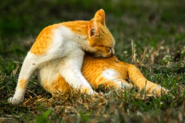 Çimenlikteki turuncu kediler kendilerini kamufle etmek ve avlarını gözlemlemek için otların yüksekliğini kullanırlar..