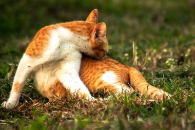Çimenlikteki turuncu kediler kendilerini kamufle etmek ve avlarını gözlemlemek için otların yüksekliğini kullanırlar..
