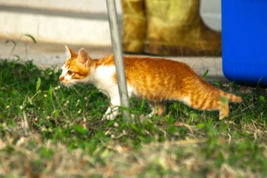 Çimenlikteki turuncu kediler kendilerini kamufle etmek ve avlarını gözlemlemek için otların yüksekliğini kullanırlar..