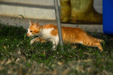 Çimenlikteki turuncu kediler kendilerini kamufle etmek ve avlarını gözlemlemek için otların yüksekliğini kullanırlar..