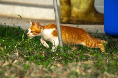 Çimenlikteki turuncu kediler kendilerini kamufle etmek ve avlarını gözlemlemek için otların yüksekliğini kullanırlar..