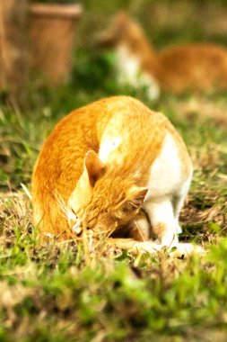 Çimenlikteki turuncu kediler kendilerini kamufle etmek ve avlarını gözlemlemek için otların yüksekliğini kullanırlar..