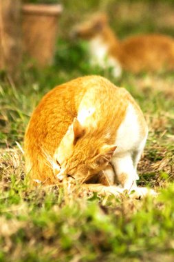Çimenlikteki turuncu kediler kendilerini kamufle etmek ve avlarını gözlemlemek için otların yüksekliğini kullanırlar..