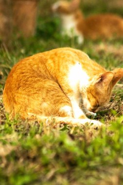 Çimenlikteki turuncu kediler kendilerini kamufle etmek ve avlarını gözlemlemek için otların yüksekliğini kullanırlar..