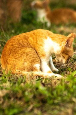 Çimenlikteki turuncu kediler kendilerini kamufle etmek ve avlarını gözlemlemek için otların yüksekliğini kullanırlar..