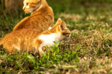 Çimenlikteki turuncu kediler kendilerini kamufle etmek ve avlarını gözlemlemek için otların yüksekliğini kullanırlar..