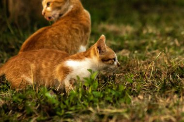 Çimenlikteki turuncu kediler kendilerini kamufle etmek ve avlarını gözlemlemek için otların yüksekliğini kullanırlar..