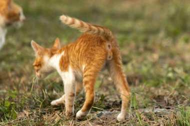 Çimenlikteki turuncu kediler kendilerini kamufle etmek ve avlarını gözlemlemek için otların yüksekliğini kullanırlar..