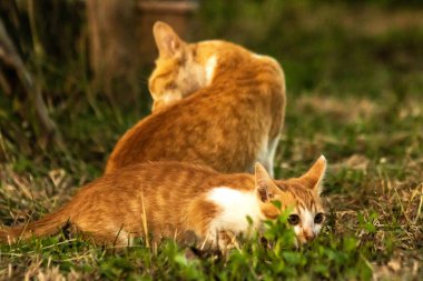 Çimenlikteki turuncu kediler kendilerini kamufle etmek ve avlarını gözlemlemek için otların yüksekliğini kullanırlar..