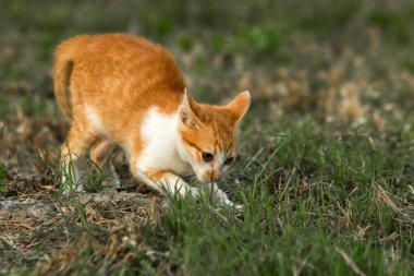 Çimenlikteki turuncu kediler kendilerini kamufle etmek ve avlarını gözlemlemek için otların yüksekliğini kullanırlar..