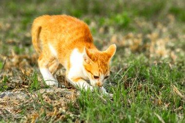 Çimenlikteki turuncu kediler kendilerini kamufle etmek ve avlarını gözlemlemek için otların yüksekliğini kullanırlar..