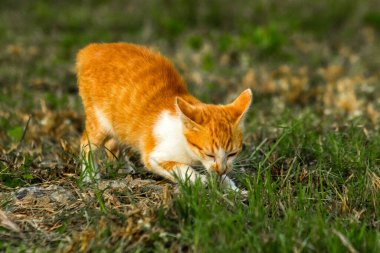 Çimenlikteki turuncu kediler kendilerini kamufle etmek ve avlarını gözlemlemek için otların yüksekliğini kullanırlar..
