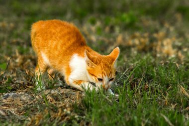 Çimenlikteki turuncu kediler kendilerini kamufle etmek ve avlarını gözlemlemek için otların yüksekliğini kullanırlar..