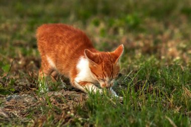 Çimenlikteki turuncu kediler kendilerini kamufle etmek ve avlarını gözlemlemek için otların yüksekliğini kullanırlar..