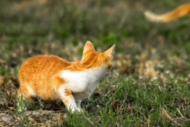 Çimenlikteki turuncu kediler kendilerini kamufle etmek ve avlarını gözlemlemek için otların yüksekliğini kullanırlar..