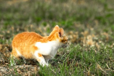 Çimenlikteki turuncu kediler kendilerini kamufle etmek ve avlarını gözlemlemek için otların yüksekliğini kullanırlar..