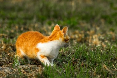 Çimenlikteki turuncu kediler kendilerini kamufle etmek ve avlarını gözlemlemek için otların yüksekliğini kullanırlar..