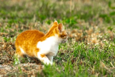 Çimenlikteki turuncu kediler kendilerini kamufle etmek ve avlarını gözlemlemek için otların yüksekliğini kullanırlar..