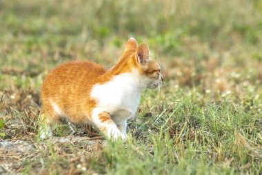 Çimenlikteki turuncu kediler kendilerini kamufle etmek ve avlarını gözlemlemek için otların yüksekliğini kullanırlar..