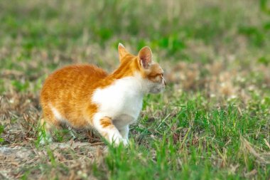 Çimenlikteki turuncu kediler kendilerini kamufle etmek ve avlarını gözlemlemek için otların yüksekliğini kullanırlar..