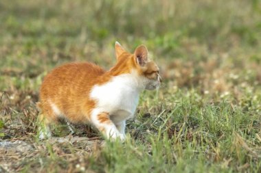 Çimenlikteki turuncu kediler kendilerini kamufle etmek ve avlarını gözlemlemek için otların yüksekliğini kullanırlar..