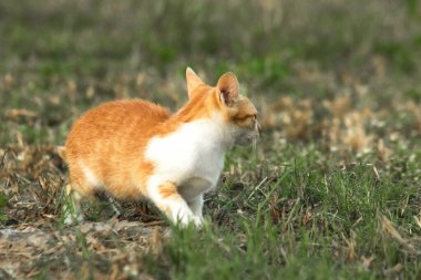 Çimenlikteki turuncu kediler kendilerini kamufle etmek ve avlarını gözlemlemek için otların yüksekliğini kullanırlar..