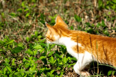 Çimenlikteki turuncu kediler kendilerini kamufle etmek ve avlarını gözlemlemek için otların yüksekliğini kullanırlar..