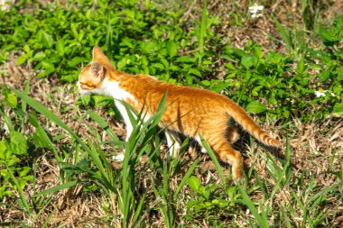 Çimenlikteki turuncu kediler kendilerini kamufle etmek ve avlarını gözlemlemek için otların yüksekliğini kullanırlar..