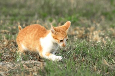 Çimenlikteki turuncu kediler kendilerini kamufle etmek ve avlarını gözlemlemek için otların yüksekliğini kullanırlar..