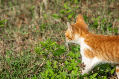 Çimenlikteki turuncu kediler kendilerini kamufle etmek ve avlarını gözlemlemek için otların yüksekliğini kullanırlar..