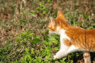 Çimenlikteki turuncu kediler kendilerini kamufle etmek ve avlarını gözlemlemek için otların yüksekliğini kullanırlar..