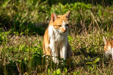 Çimenlikteki turuncu kediler kendilerini kamufle etmek ve avlarını gözlemlemek için otların yüksekliğini kullanırlar..