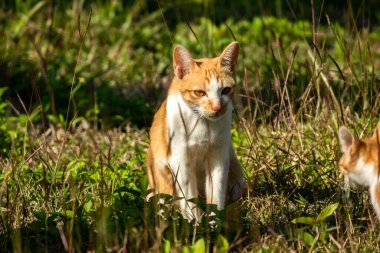 Çimenlikteki turuncu kediler kendilerini kamufle etmek ve avlarını gözlemlemek için otların yüksekliğini kullanırlar..