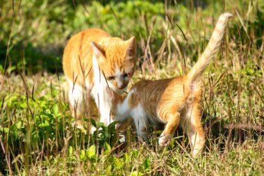 Çimenlikteki turuncu kediler kendilerini kamufle etmek ve avlarını gözlemlemek için otların yüksekliğini kullanırlar..