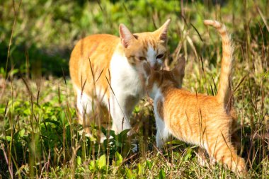 Çimenlikteki turuncu kediler kendilerini kamufle etmek ve avlarını gözlemlemek için otların yüksekliğini kullanırlar..