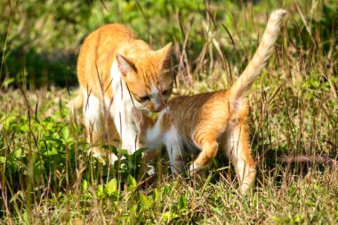 Çimenlikteki turuncu kediler kendilerini kamufle etmek ve avlarını gözlemlemek için otların yüksekliğini kullanırlar..