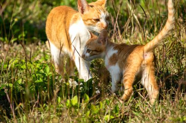 Çimenlikteki turuncu kediler kendilerini kamufle etmek ve avlarını gözlemlemek için otların yüksekliğini kullanırlar..